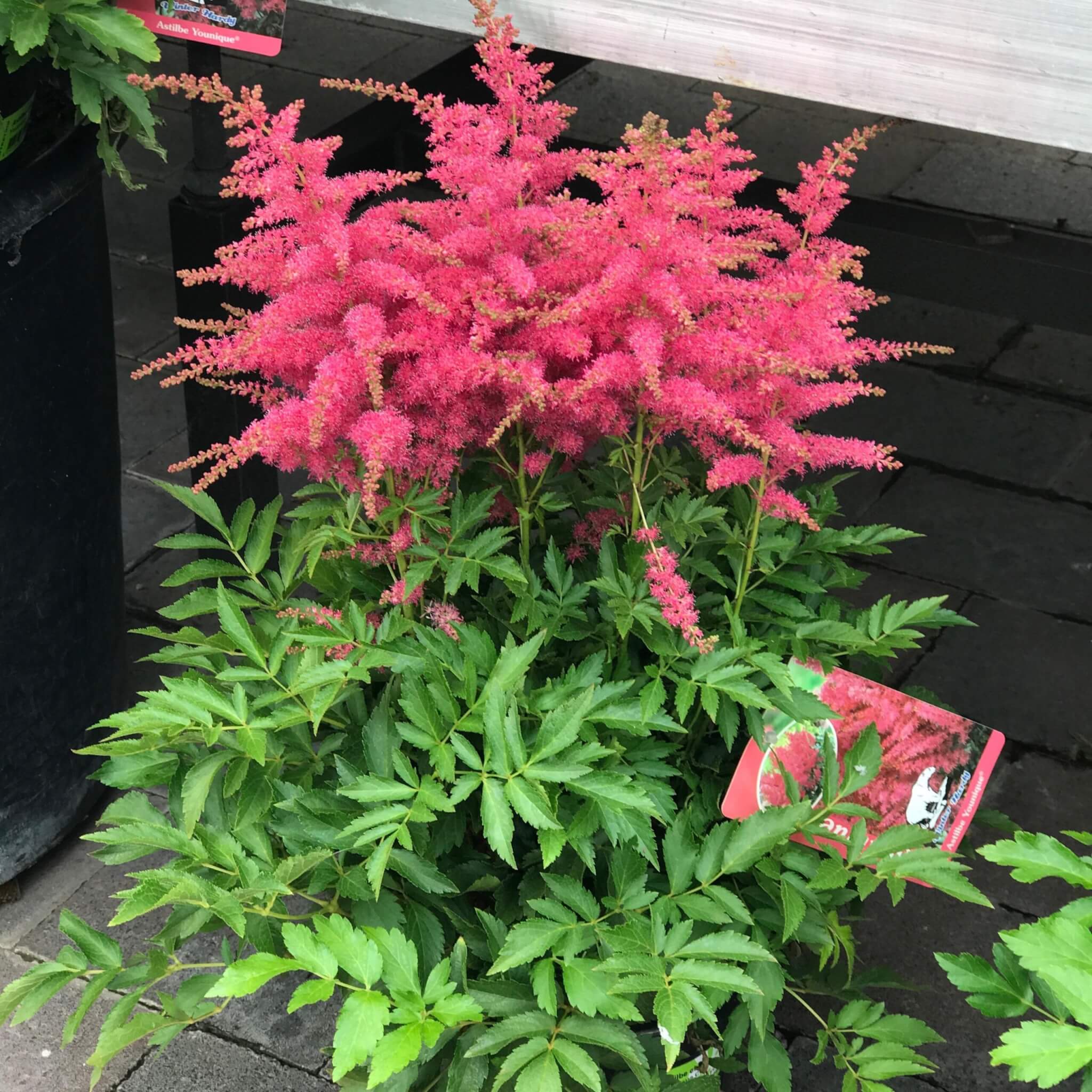 Astilbe, Younique Cerise