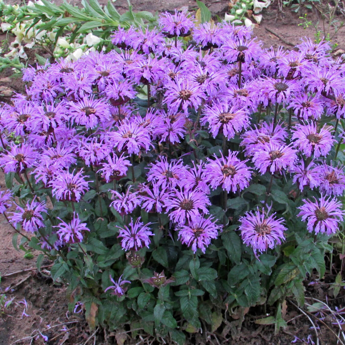 Beebalm, Blue Moon