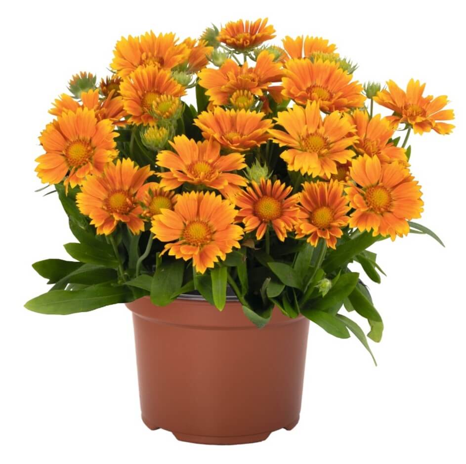 Blanket Flower, SpinTop Mango