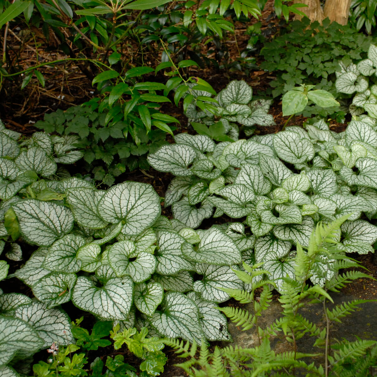 Brunnera, Frostbite