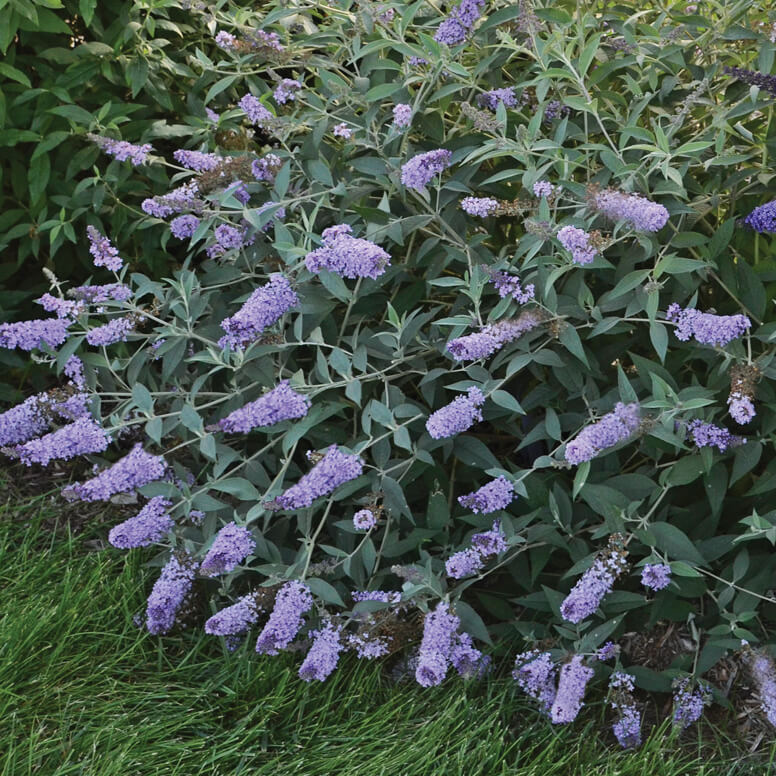 Butterflybush, Glass Slippers