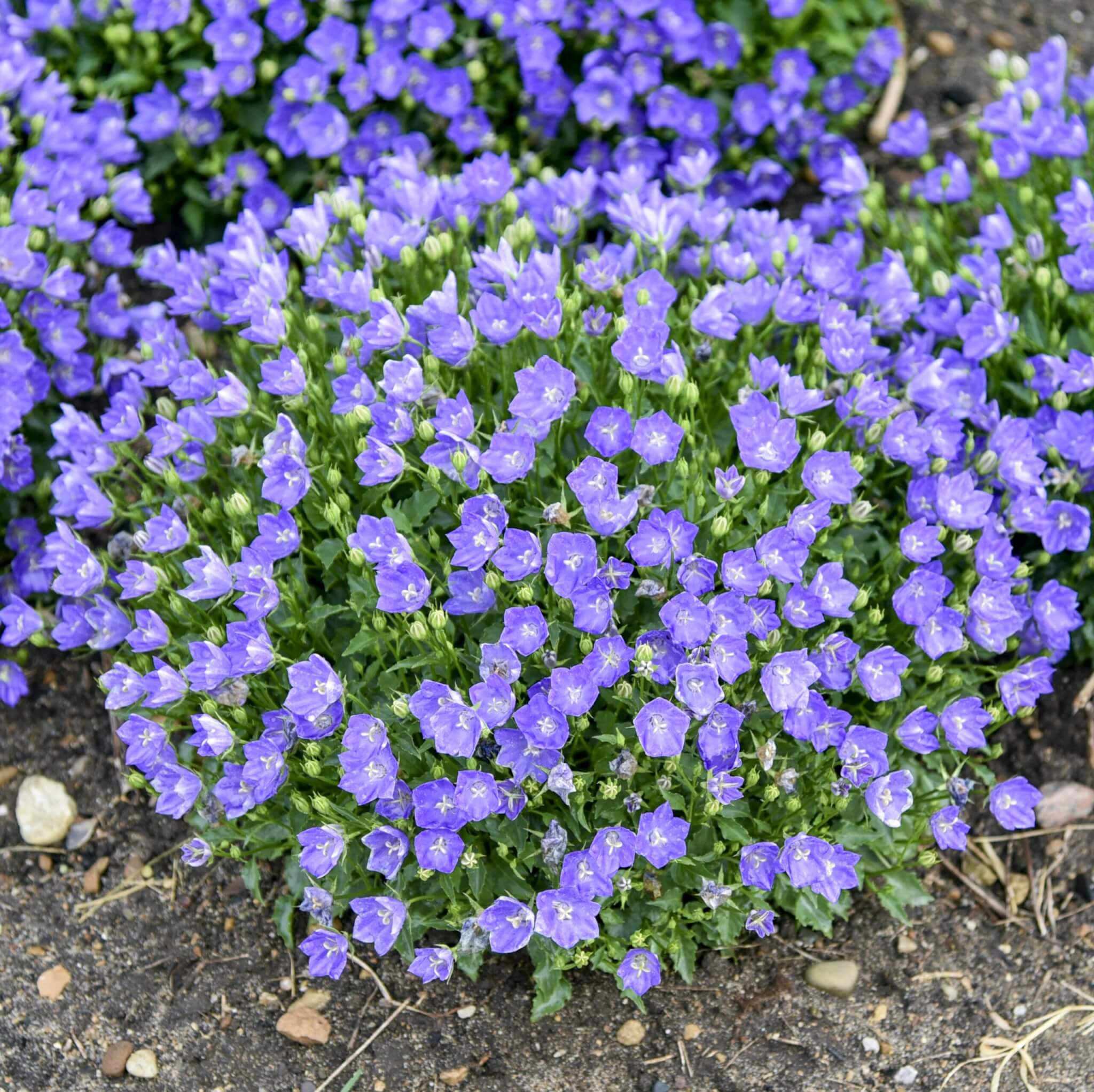 Bellflower, Midnight
