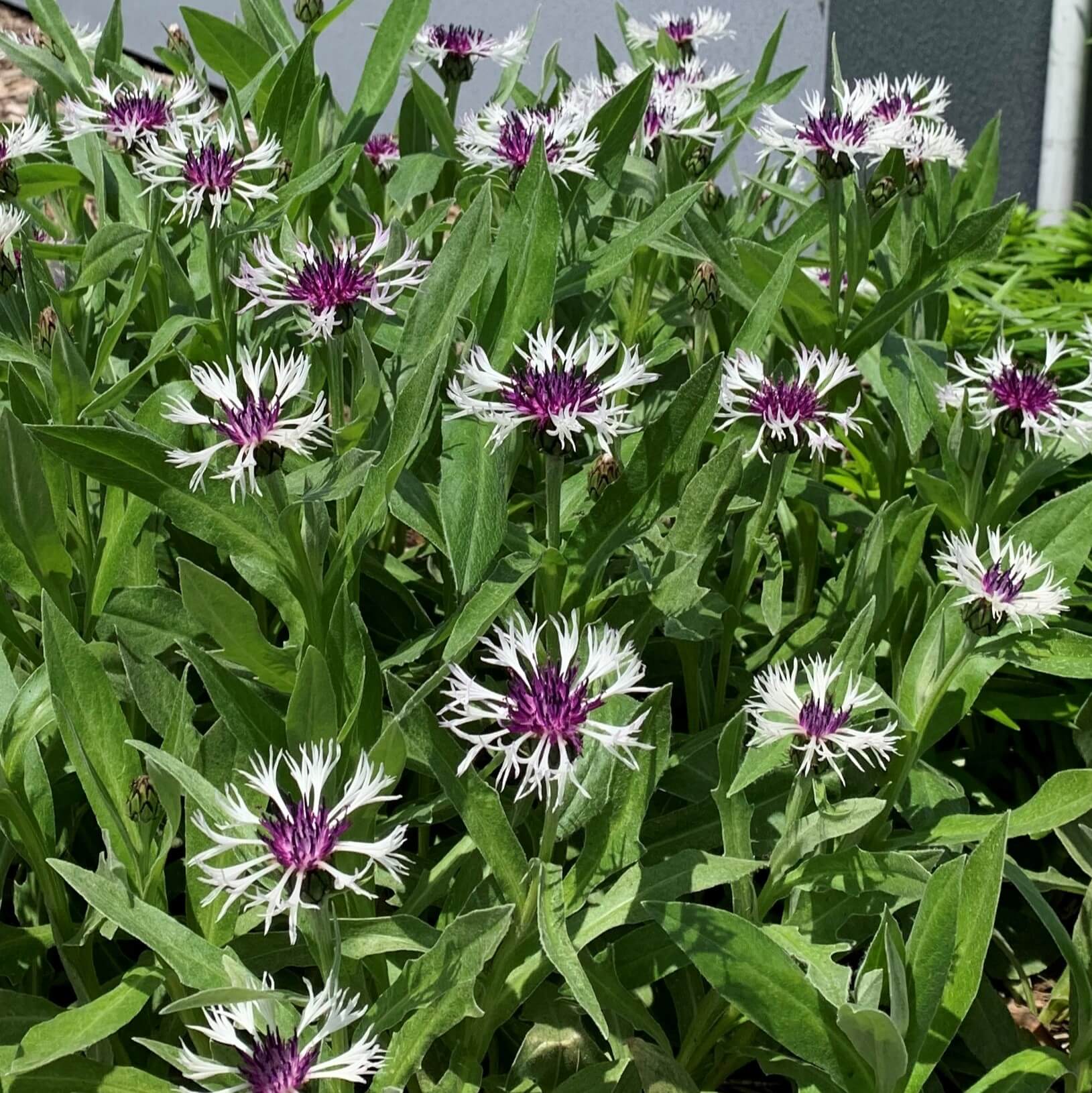 Centaurea, Amethyst in Snow
