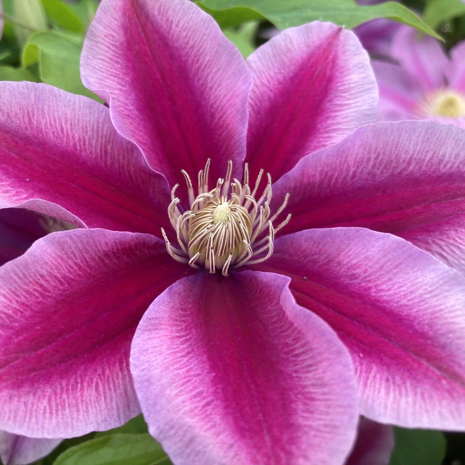 Clematis, Poseidon