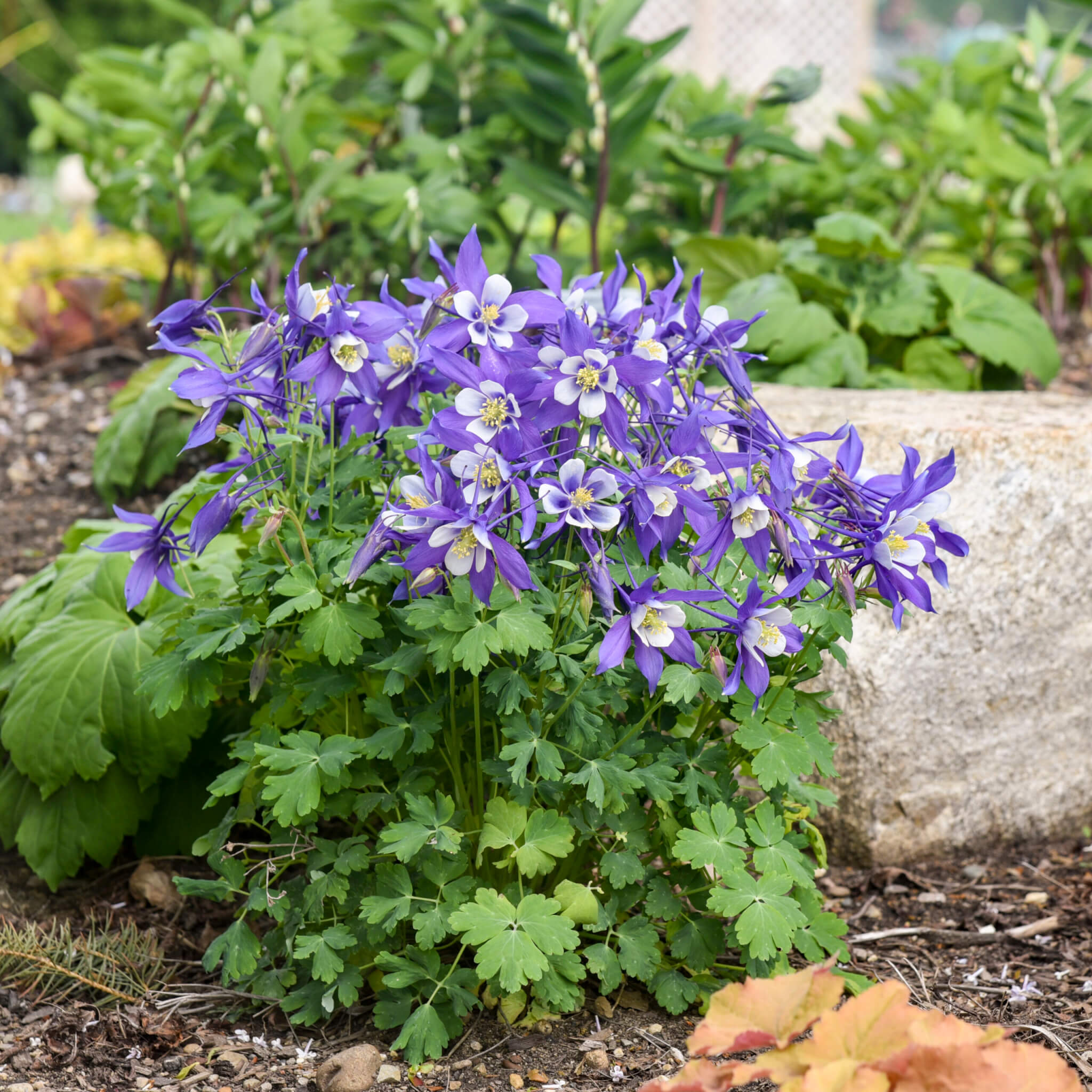 Columbine, Deep Blue and White