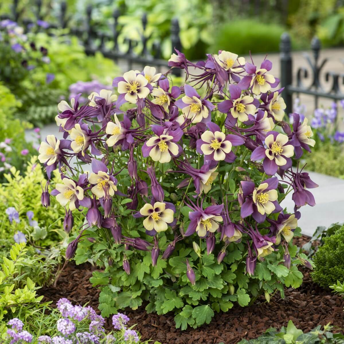 Columbine, Earlybird Purple Yellow