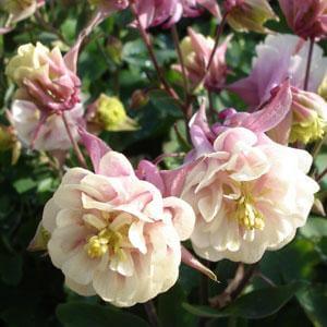 Columbine, Winky Double Rose and White