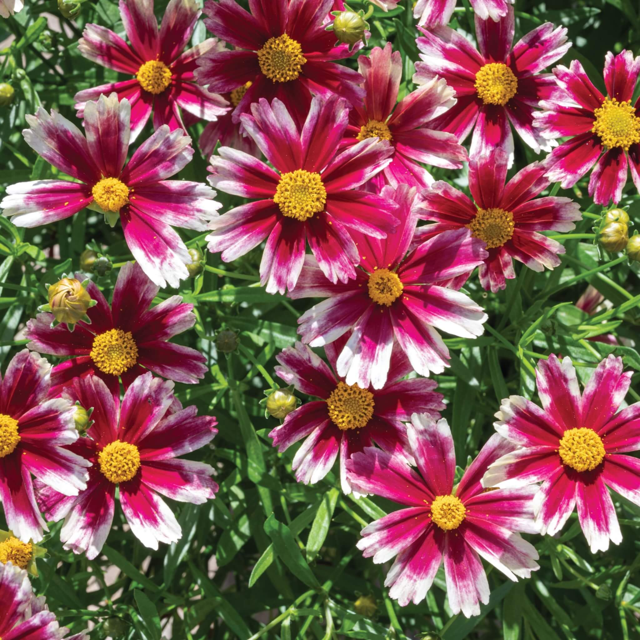 Coreopsis, Candy Stripes