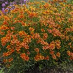 Coreopsis, Crazy Cayenne