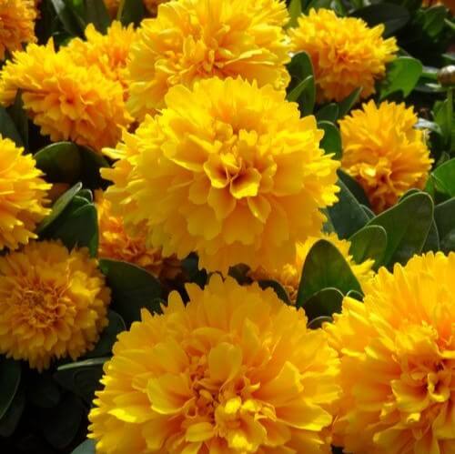 Coreopsis, Golden Globe