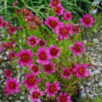Coreopsis, Heaven's Gate