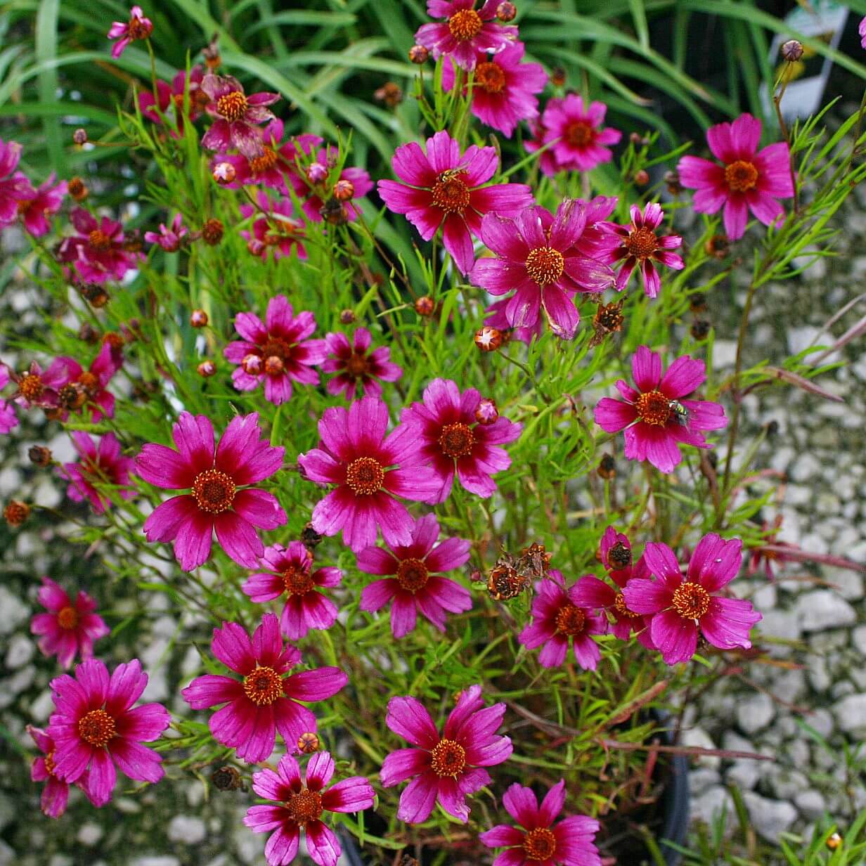 Coreopsis, Heaven's Gate