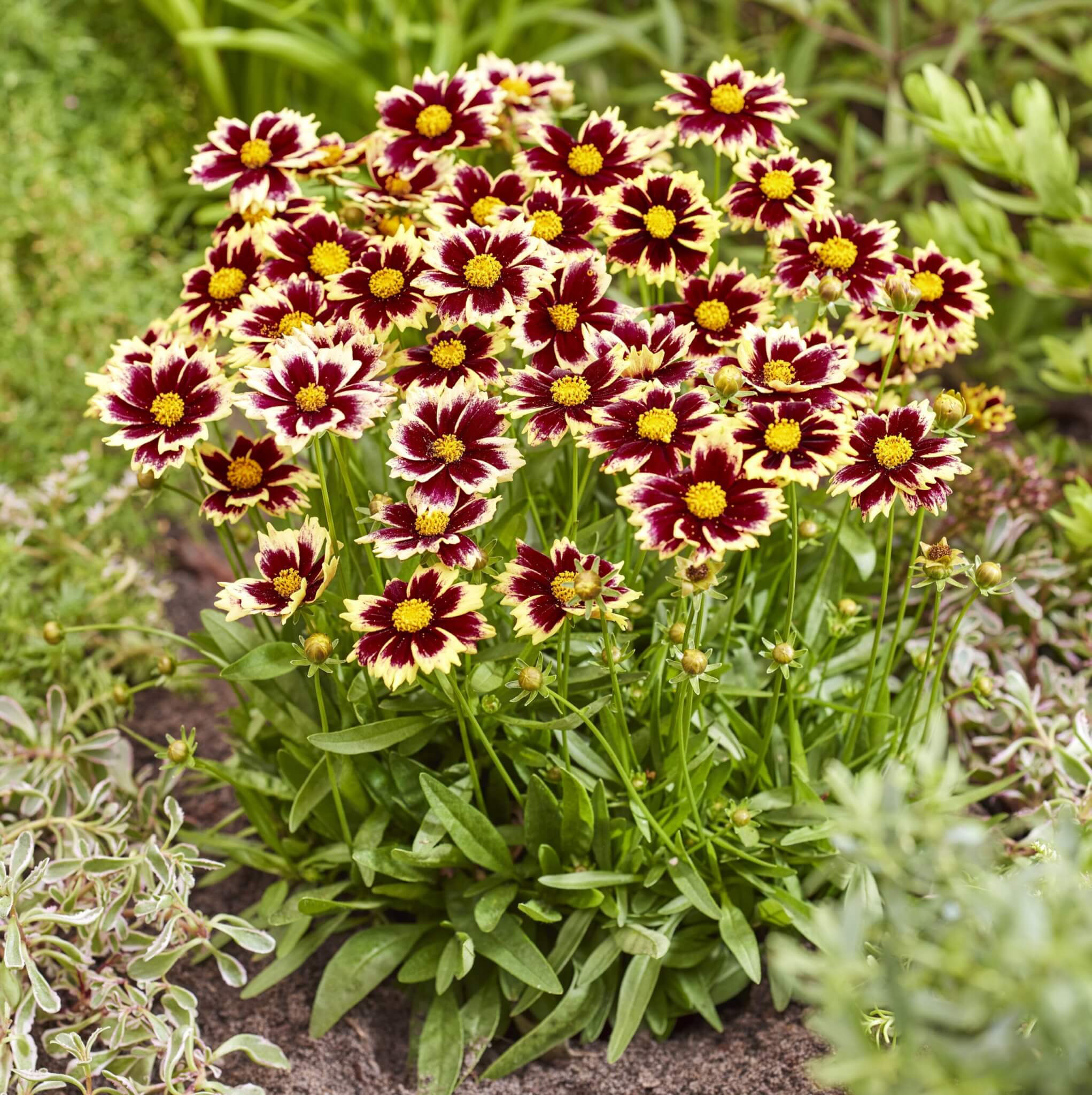 Coreopsis, Solar Fancy
