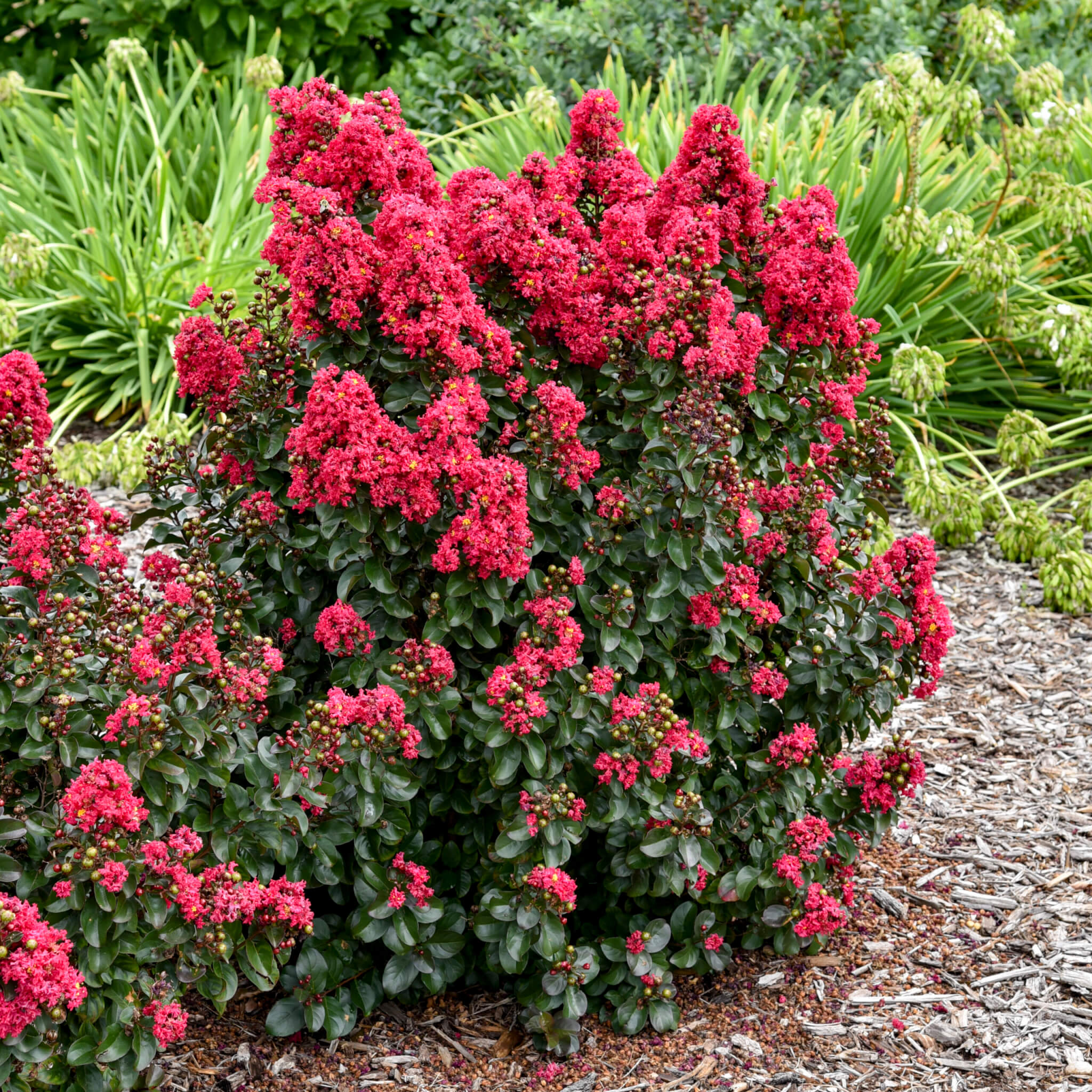 Crapemyrtle, Cherry Mocha