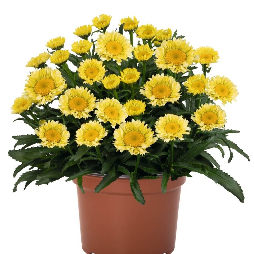 Daisy, Sweet Daisy Izabel