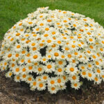 Daisy, Whoops-a-Daisy