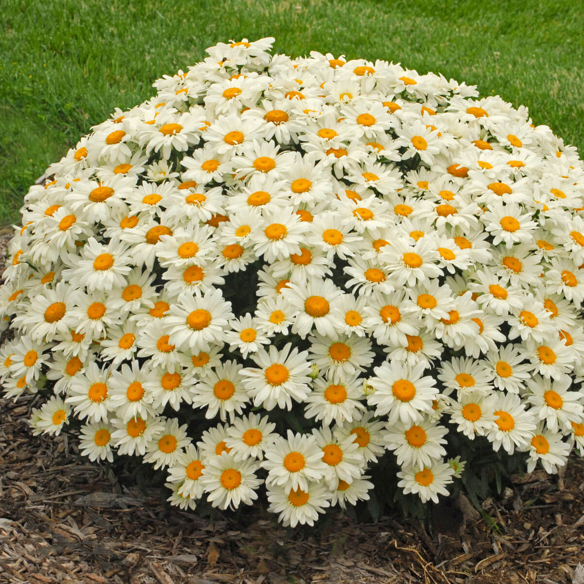 Daisy, Whoops-a-Daisy