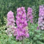 Delphinium, Mini Pinks