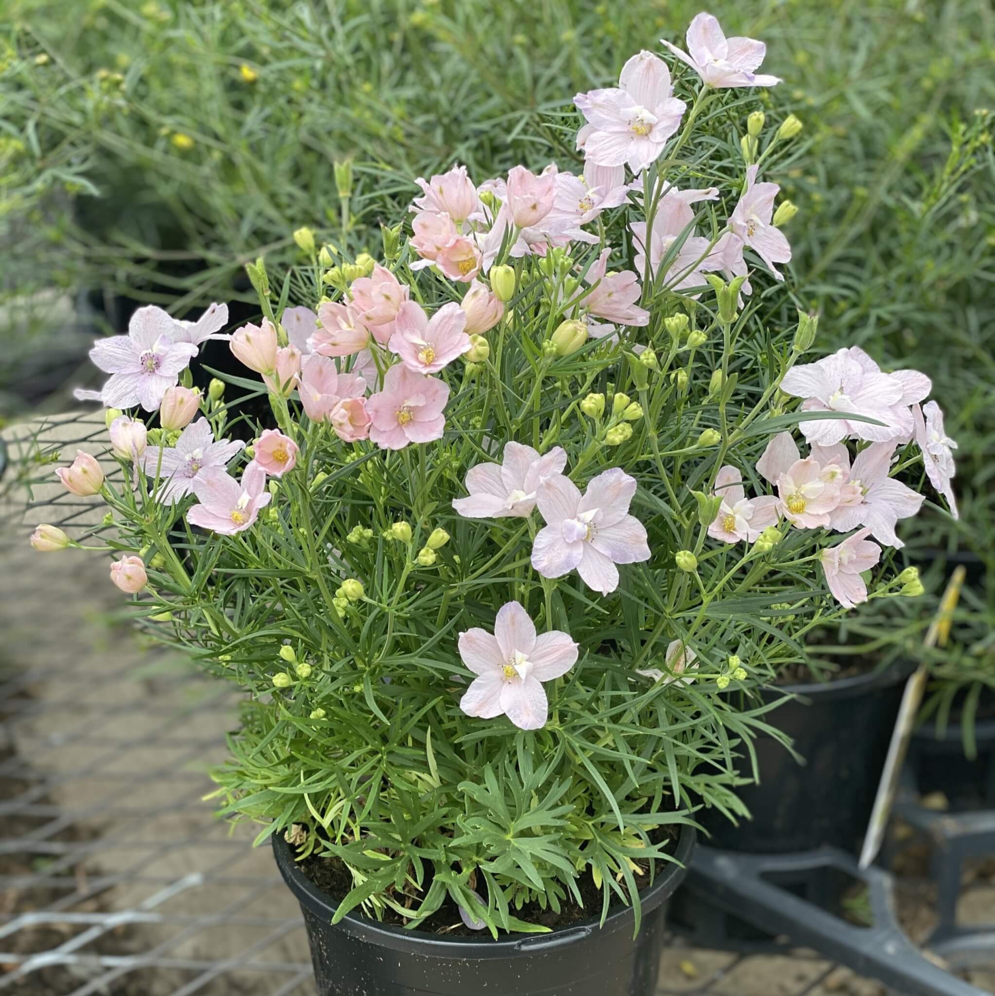 Delphinium, Summer Nights