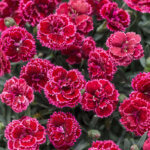 Dianthus, Black Cherry Frost