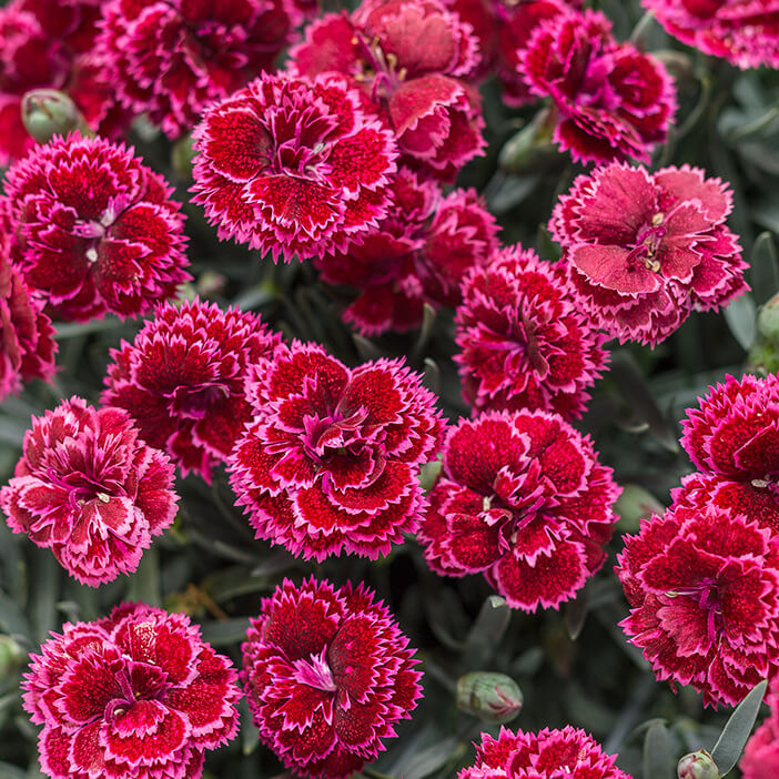 Dianthus, Black Cherry Frost