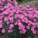 Dianthus, Cute as a Button
