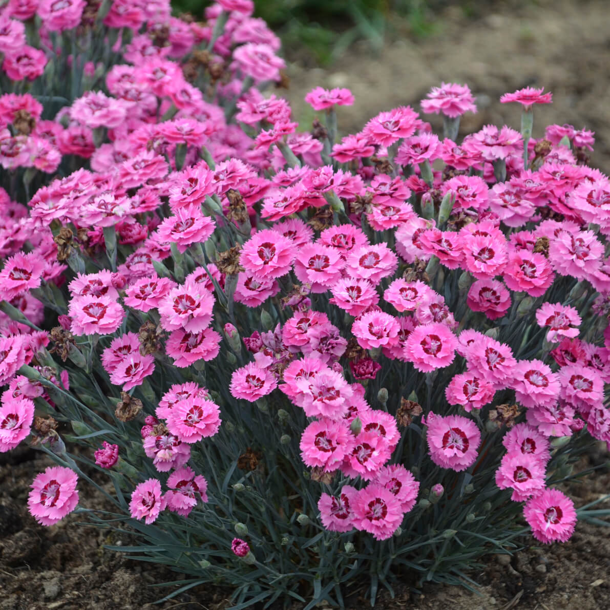 Dianthus, Cute as a Button