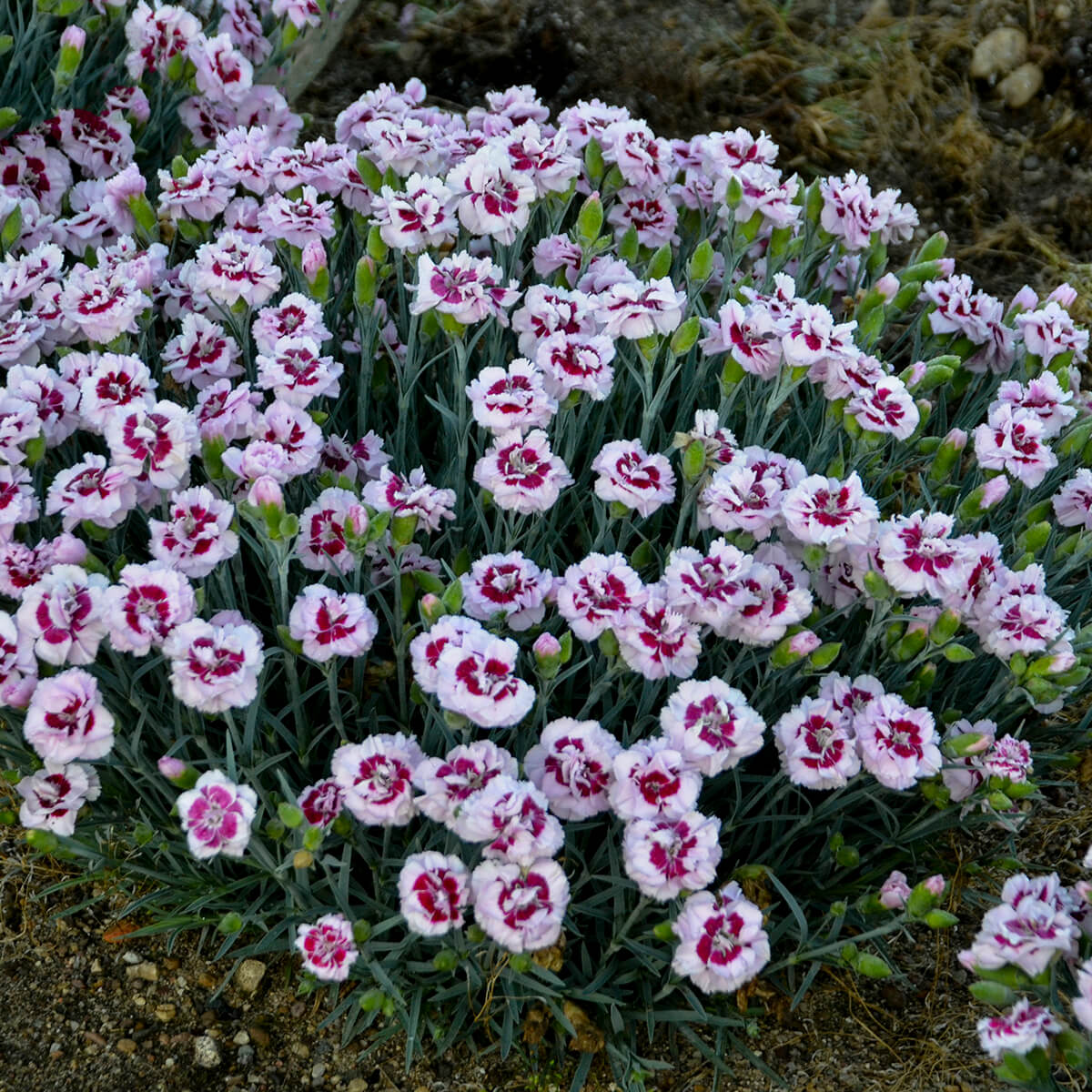 Dianthus, Kiss and Tell
