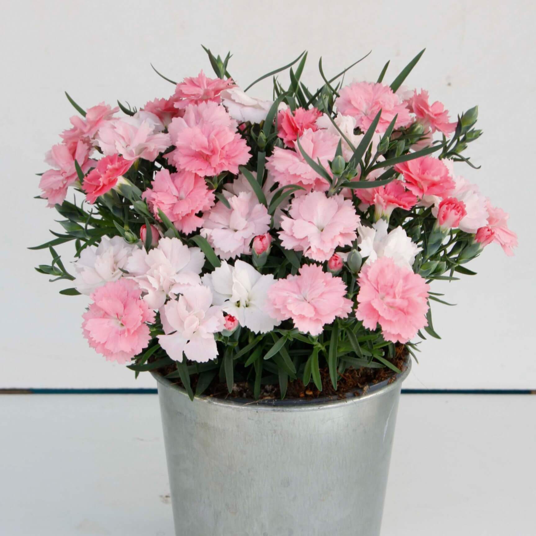 Dianthus, Pink to White