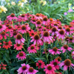 Coneflower, Firefinch