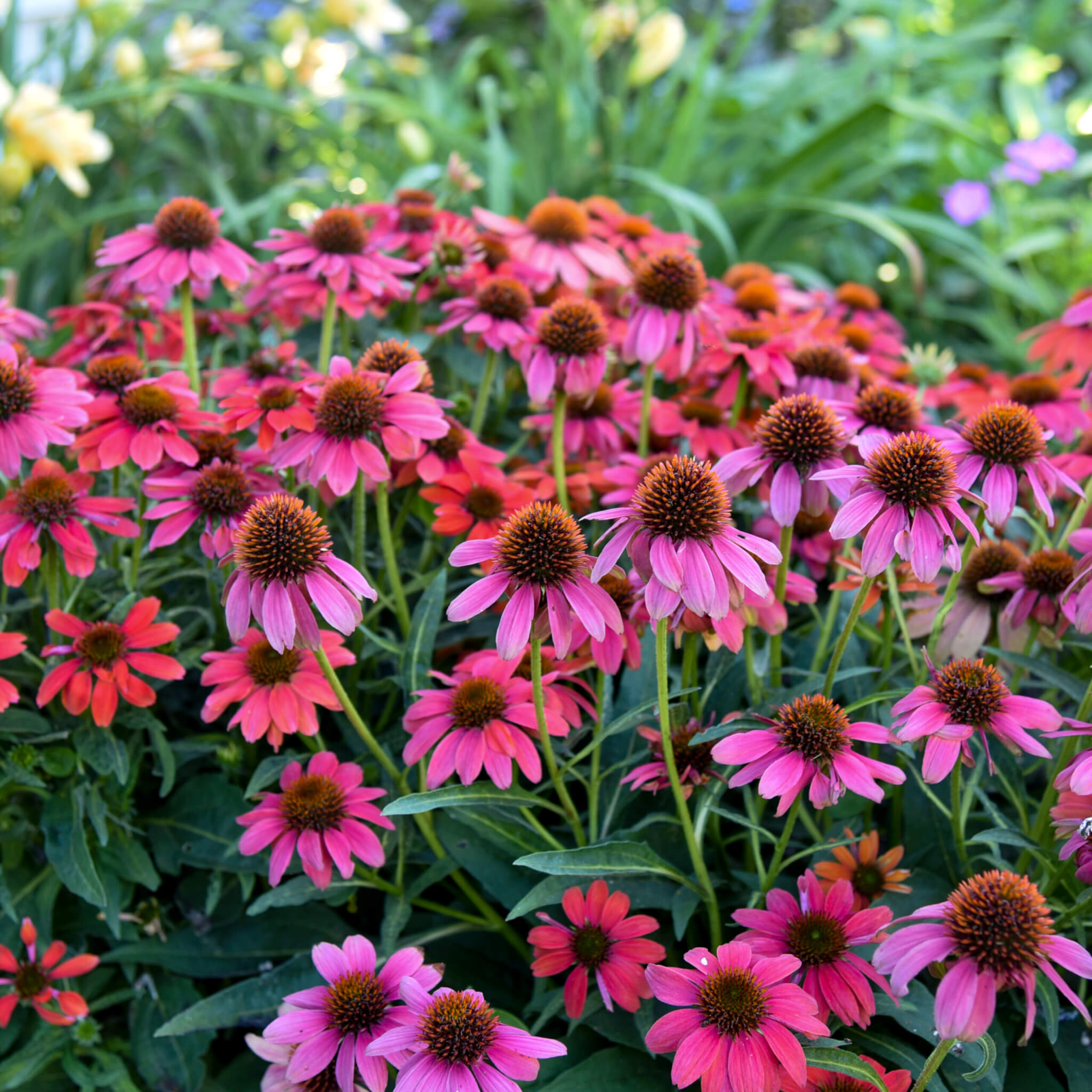 Coneflower, Firefinch