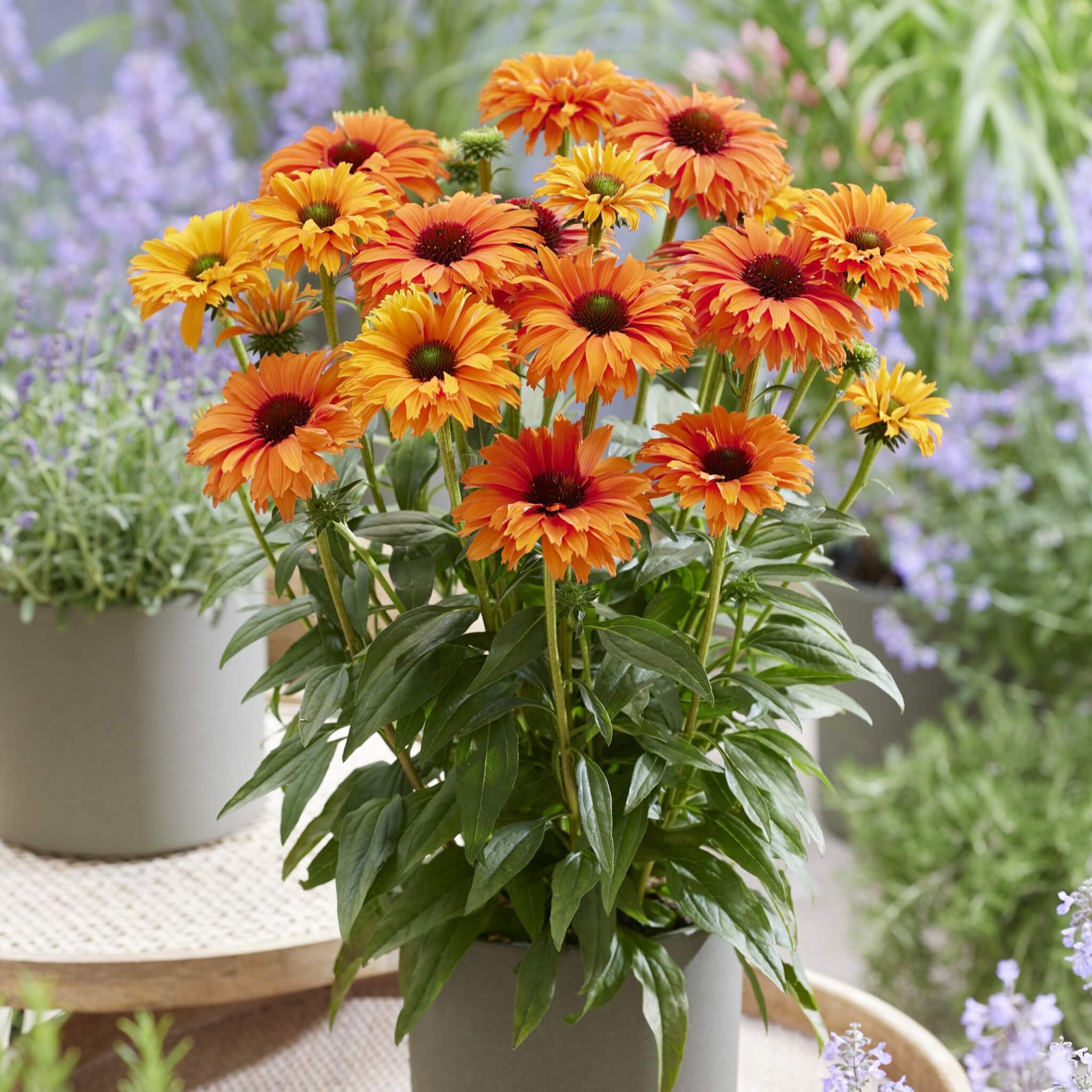 Coneflower, Mineola