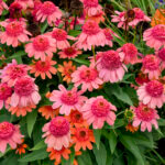 Coneflower, Rainbow Sherbet