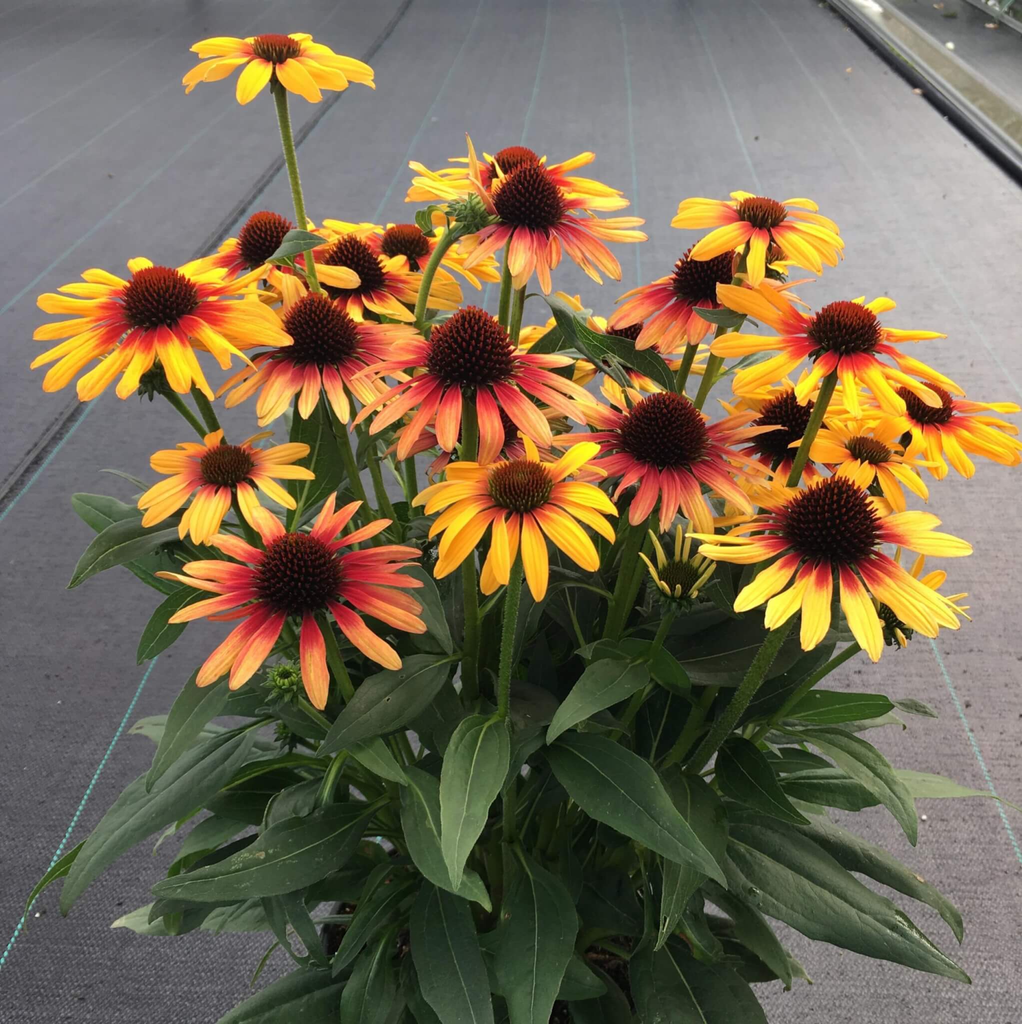 Coneflower, Tequila Sunrise