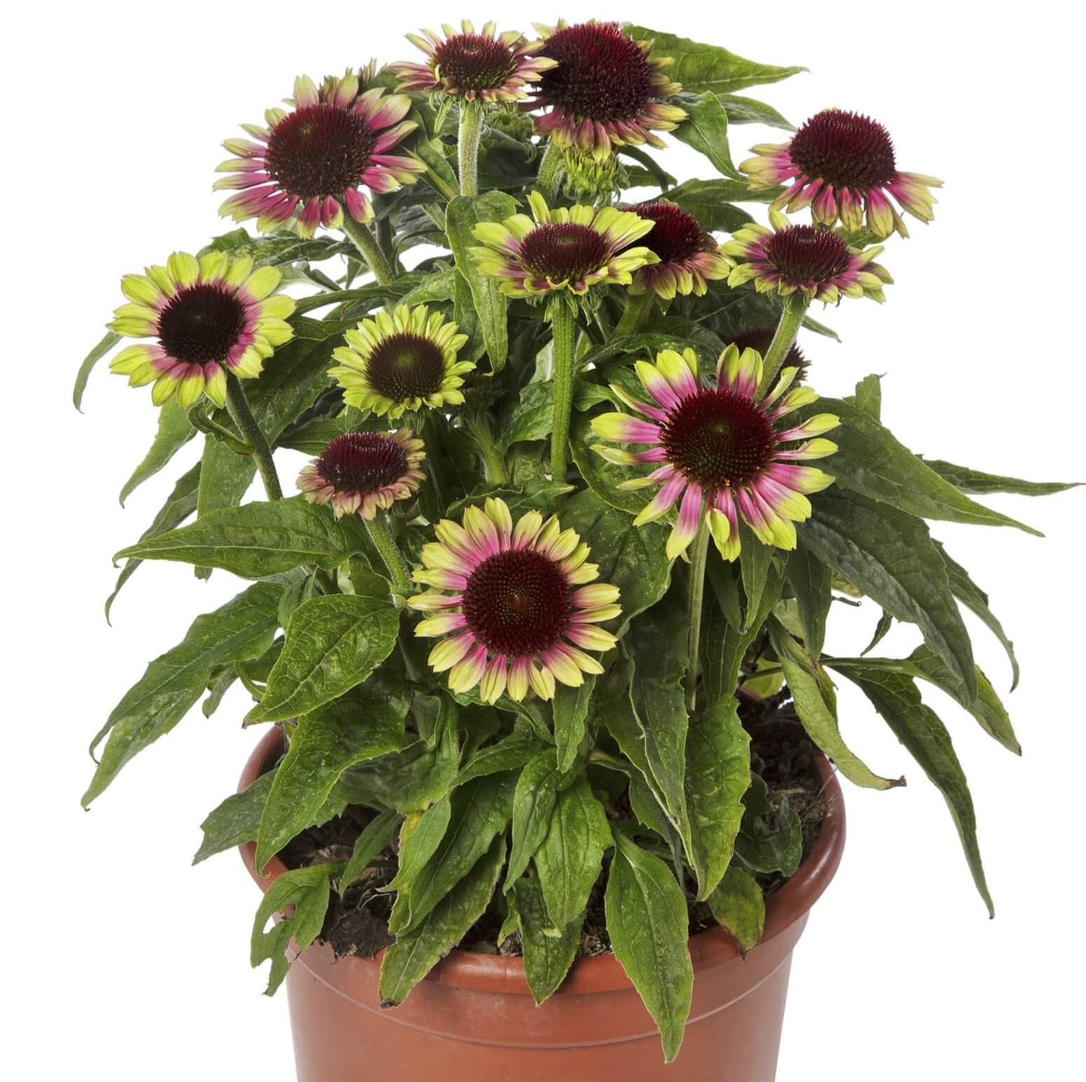 Coneflower, Vintage Lime