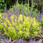 False Indigo, Golden Anniversary