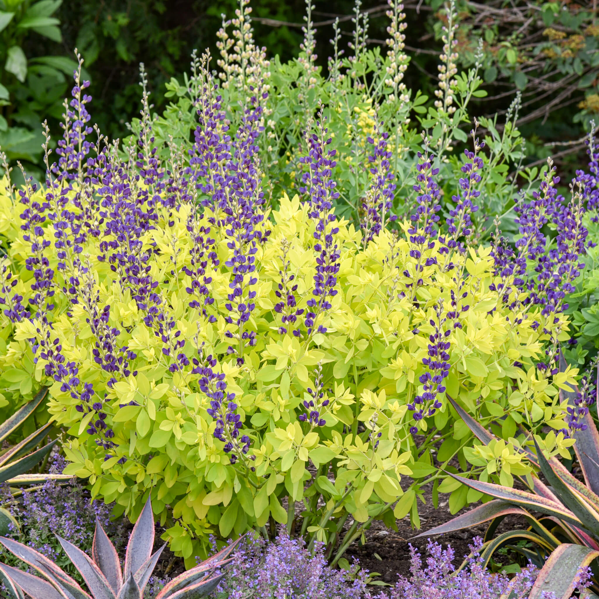 False Indigo, Golden Anniversary