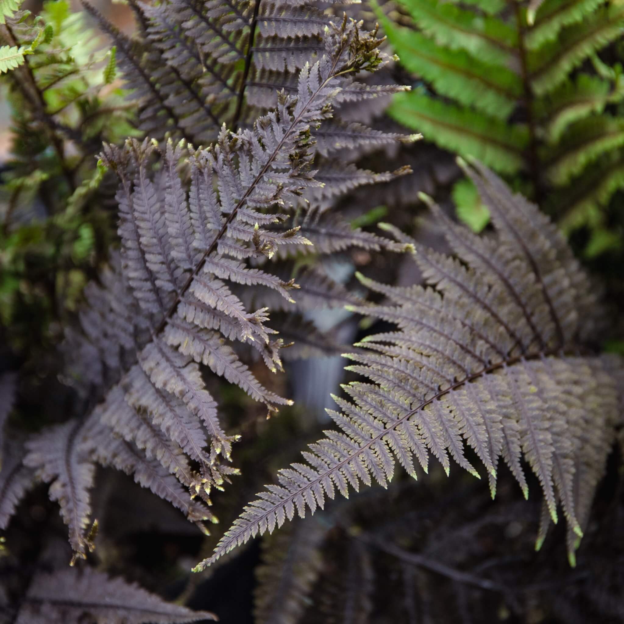 Fern, Aubergine Lady