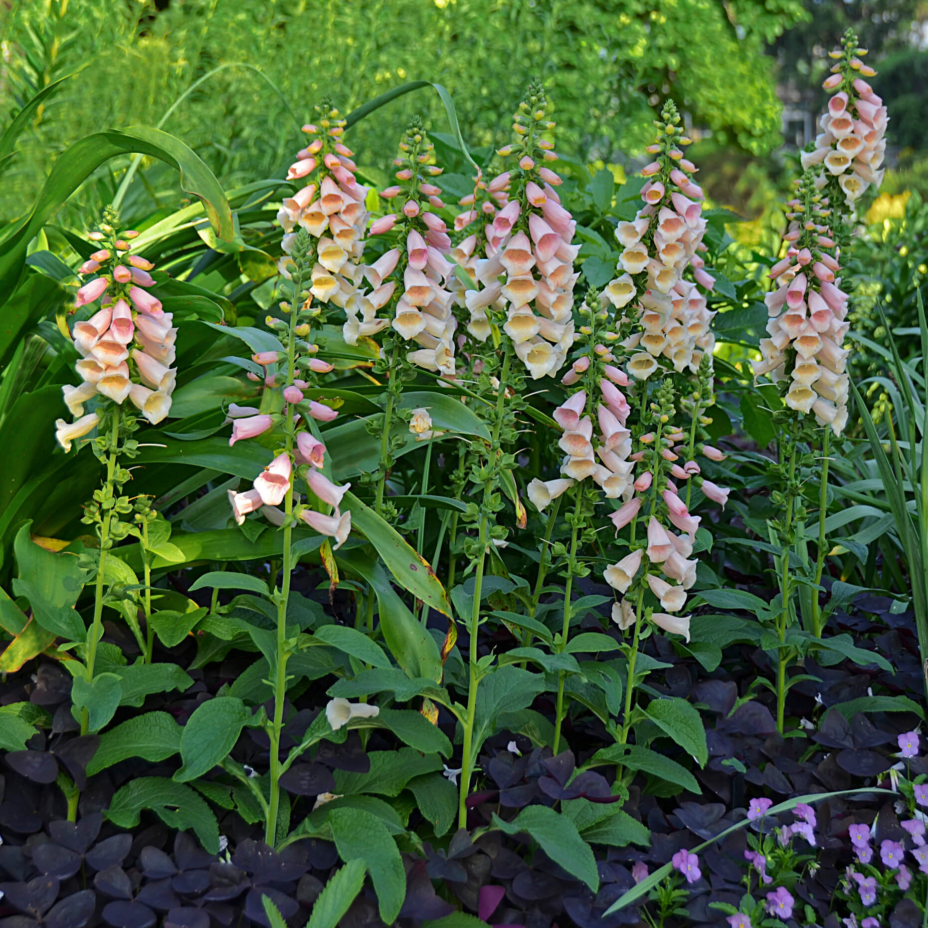 Foxglove, Dalmatian Peach