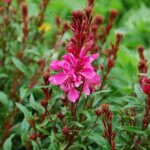 Wandflower, Gaudi Red