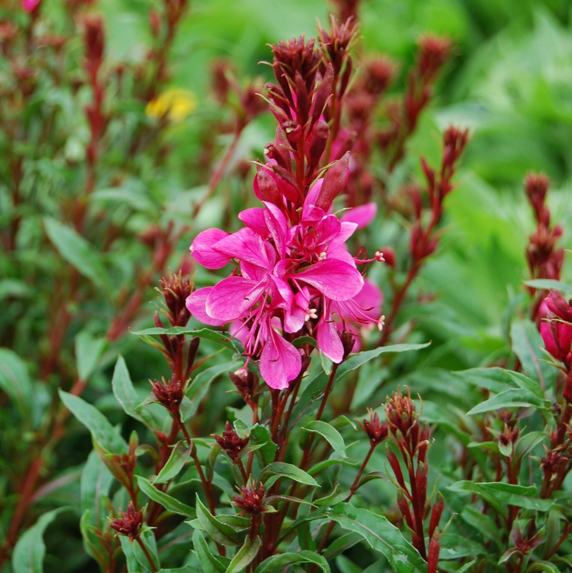 Wandflower, Gaudi Red