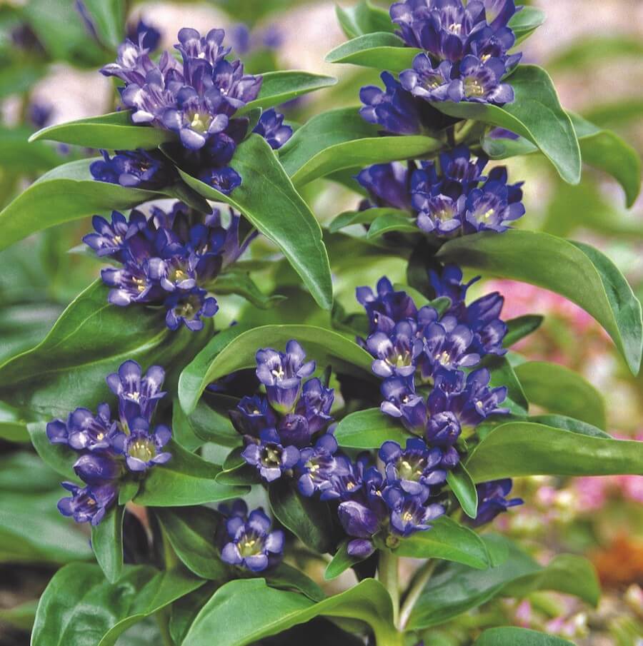 Gentian, Blue Cross