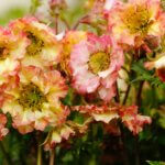 Geum, Pretticoats Peach