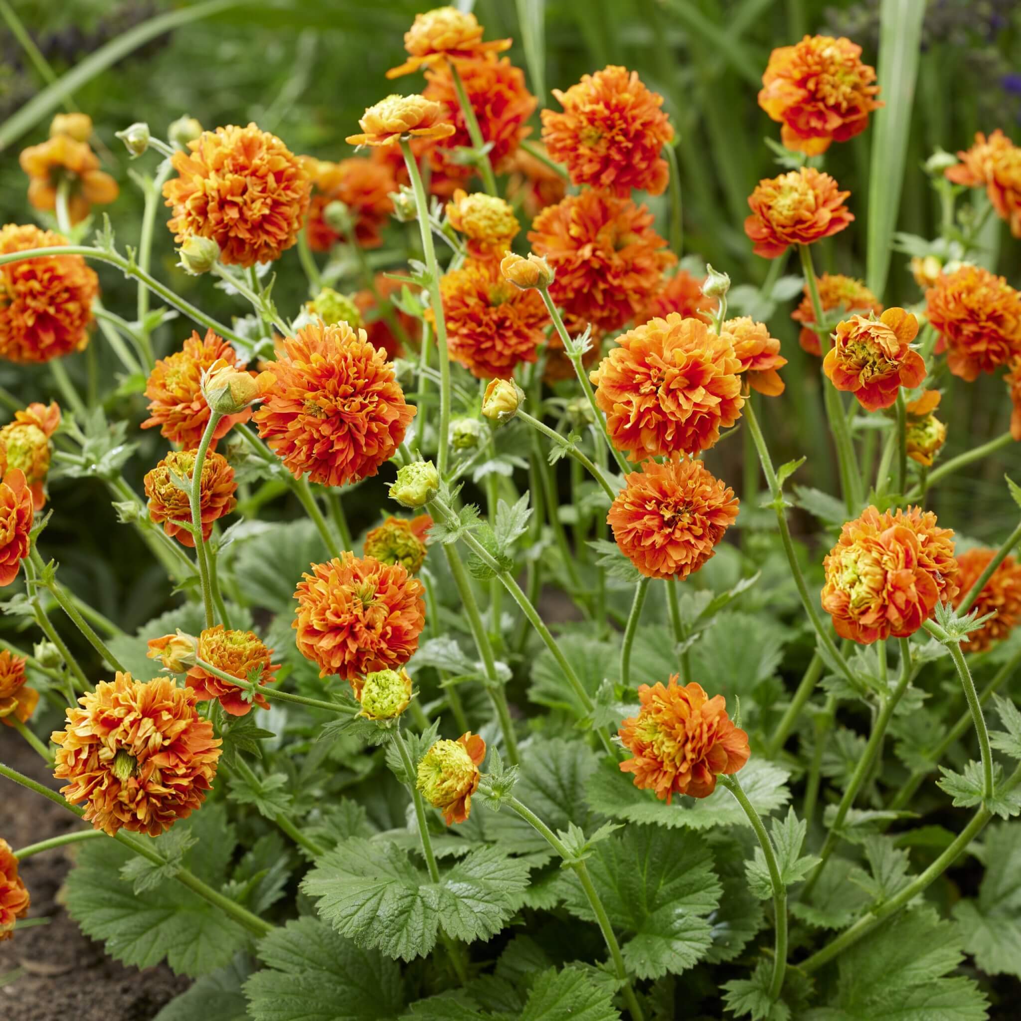Geum, Pumpkin Orange