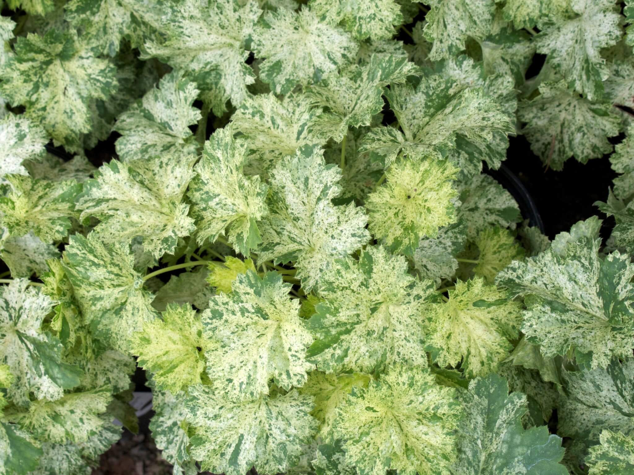 Coralbells, Snow Angel