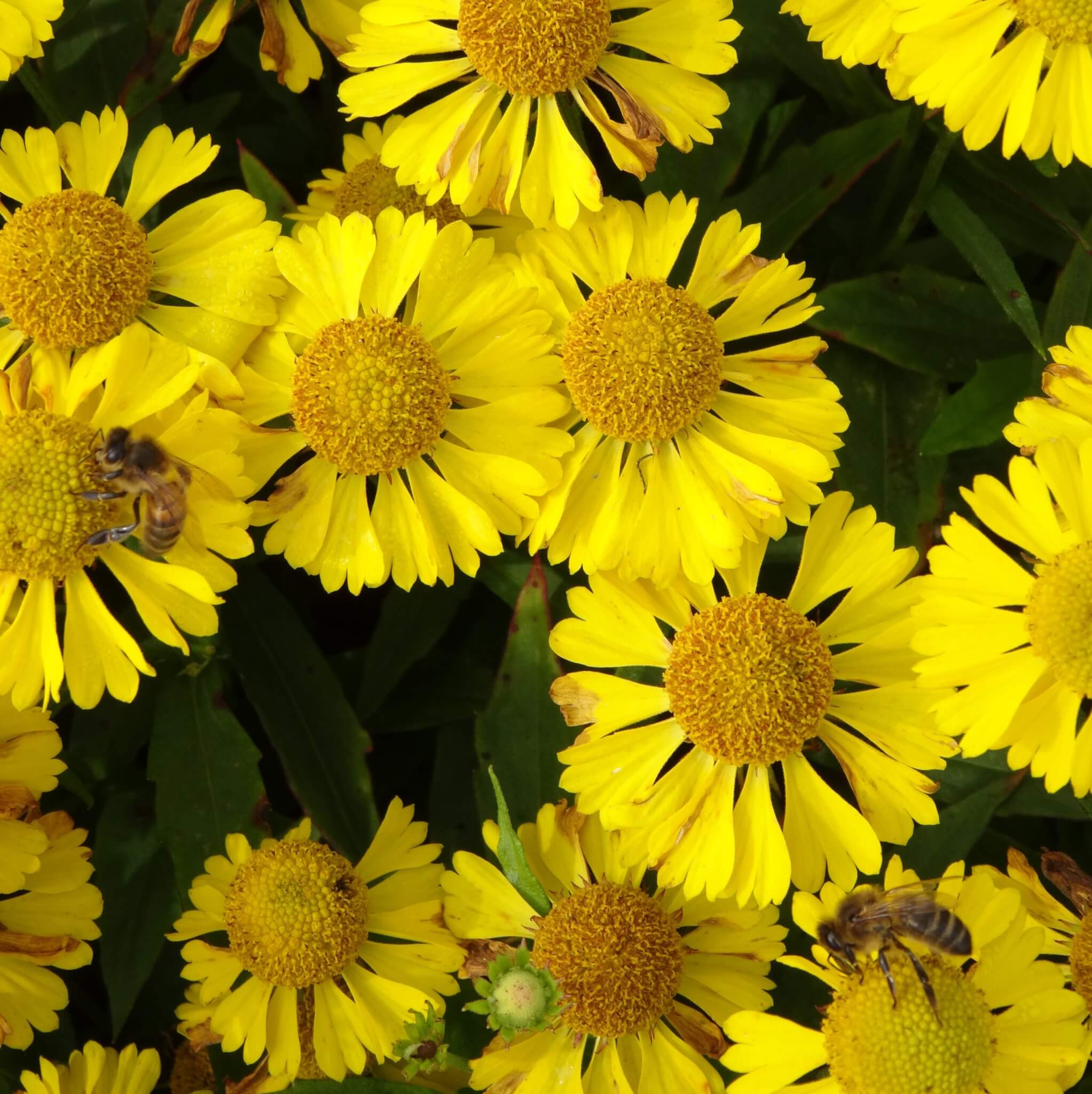 Helenium, Mariachi Sombrero