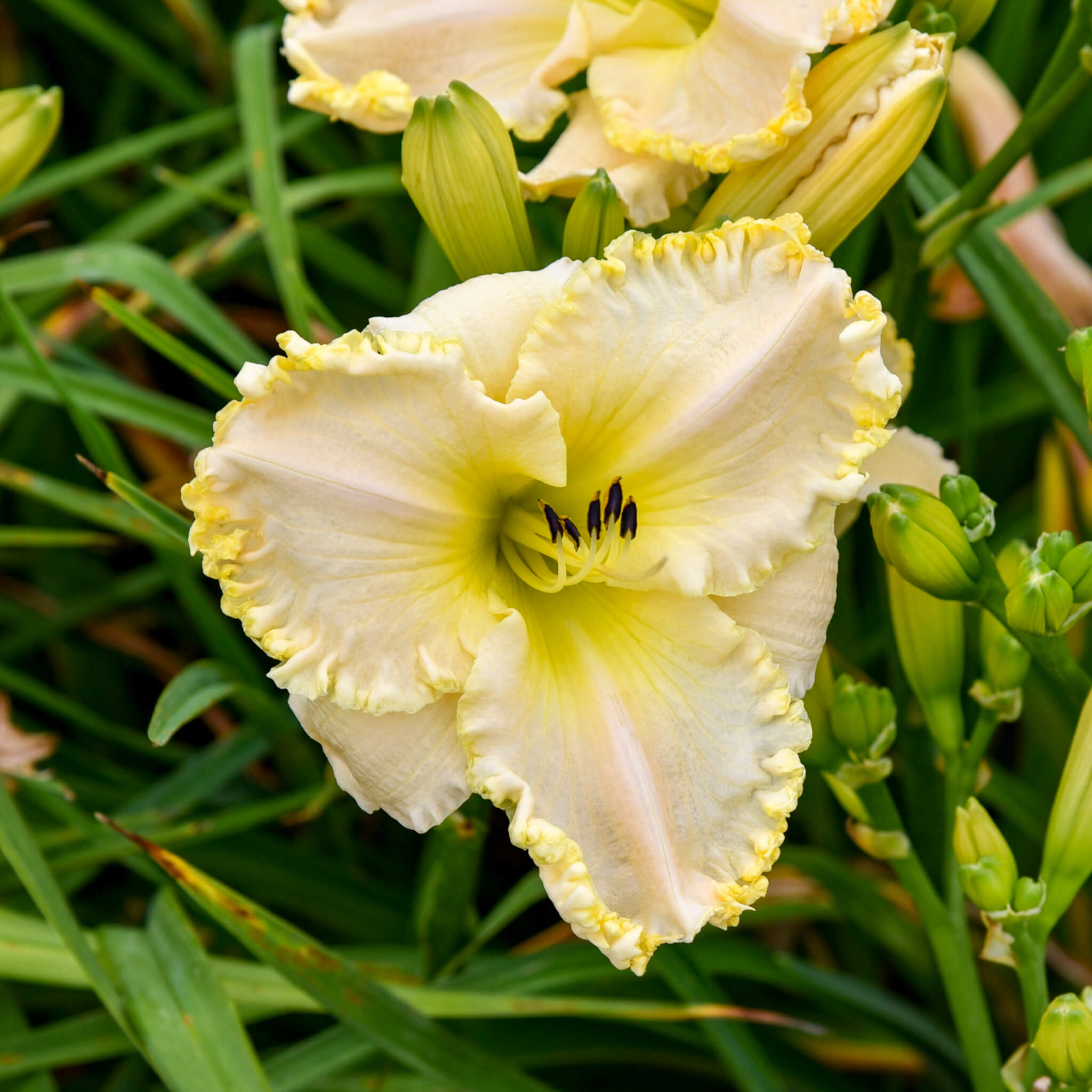 Daylily, Marque Moon
