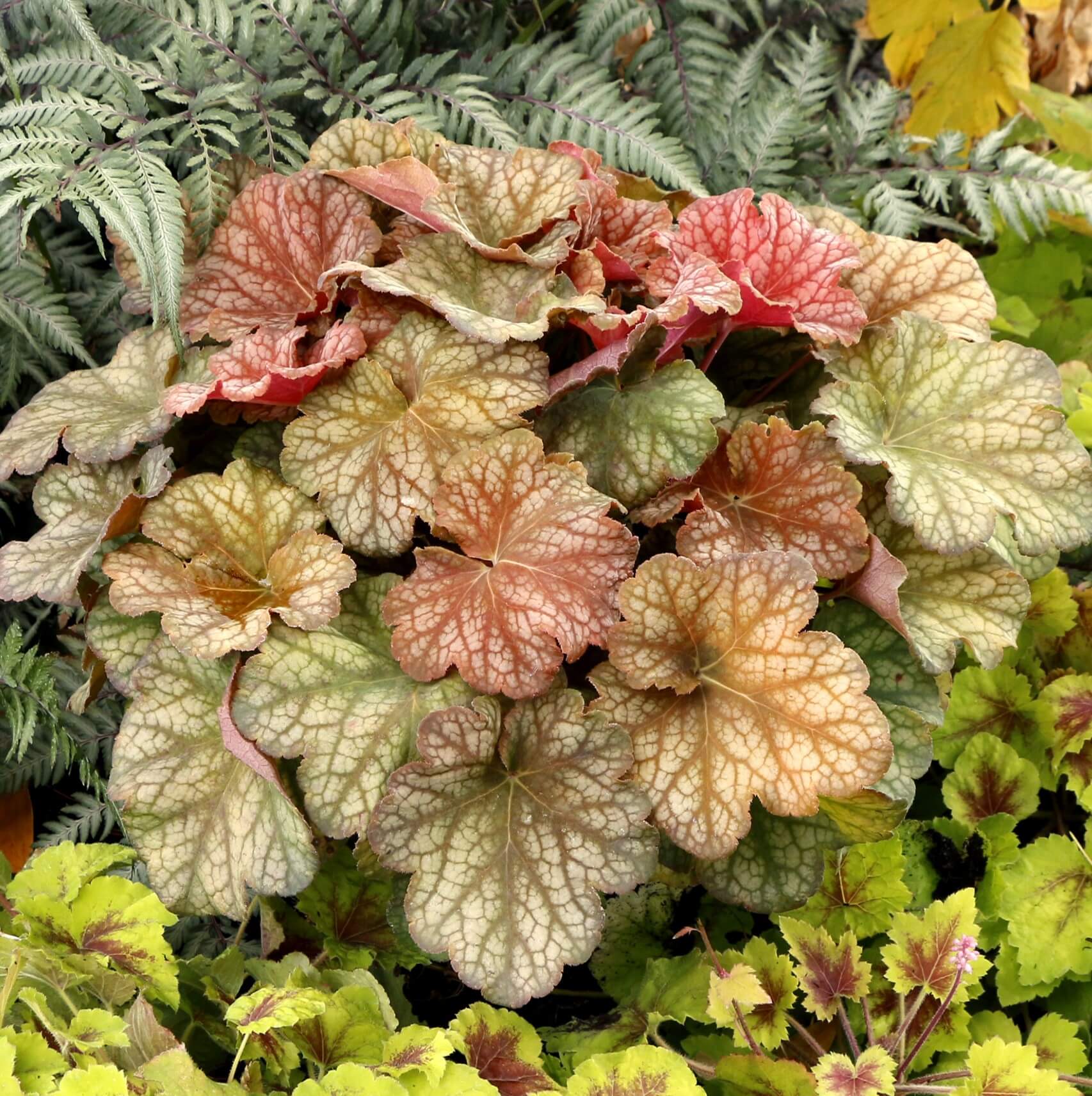 Coralbells, Changeling