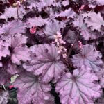 Coralbells, Forever Purple
