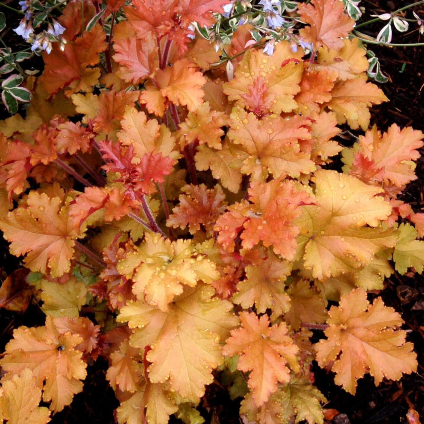 Coralbells, Marmalade